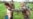 North Caucasus | Families seek justice for detainees, missing