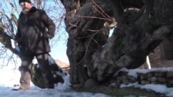 Пистаи 900-солаи Турсунзода кӯҳансолтарин дарахти Тоҷикистон шуд Пистаи 900-солаи Турсунзода кӯҳансолтарин дарахти Тоҷикистон шуд