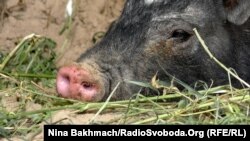 Кабан. Архивное фото