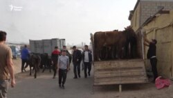Чӣ ва ё кӣ сабаби боло рафтани қимати чорво дар Суғд шудааст?
 Чӣ ва ё кӣ сабаби боло рафтани қимати чорво дар Суғд шудааст?
