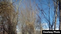 Об чаро намеояд? Сокинони се деҳаи Панҷакент чашмбароҳи бунёди қубури об