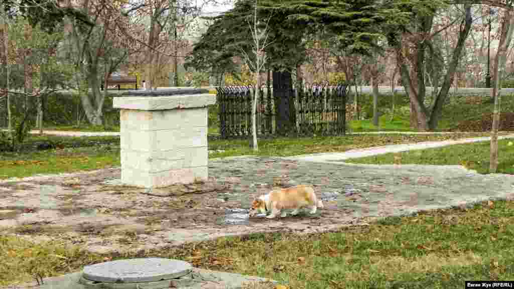 Домашній собака п'є воду з калюжі – днями в Севастополі пройшли дощі