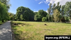 Пеньки от спиленных деревьев в парке им. Гагарина в Симферополе. Симферополь, Украина, 30 июня 2025 года