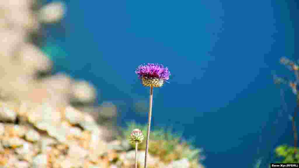 Самотній чортополох контрастує із синім кольором моря 