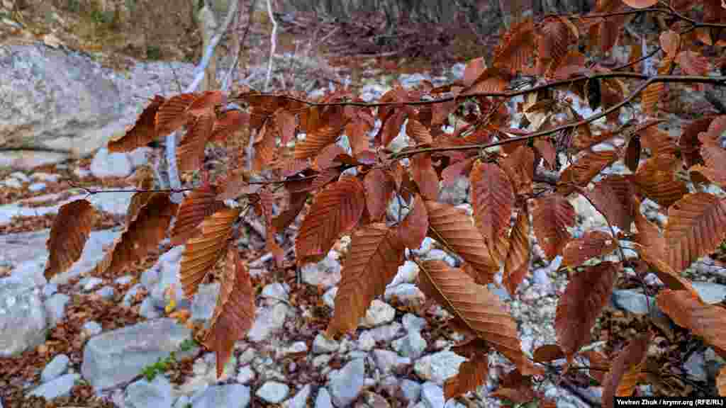 Листя в'яза пожовкло, але ще не опало