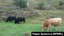 dagestan - caw