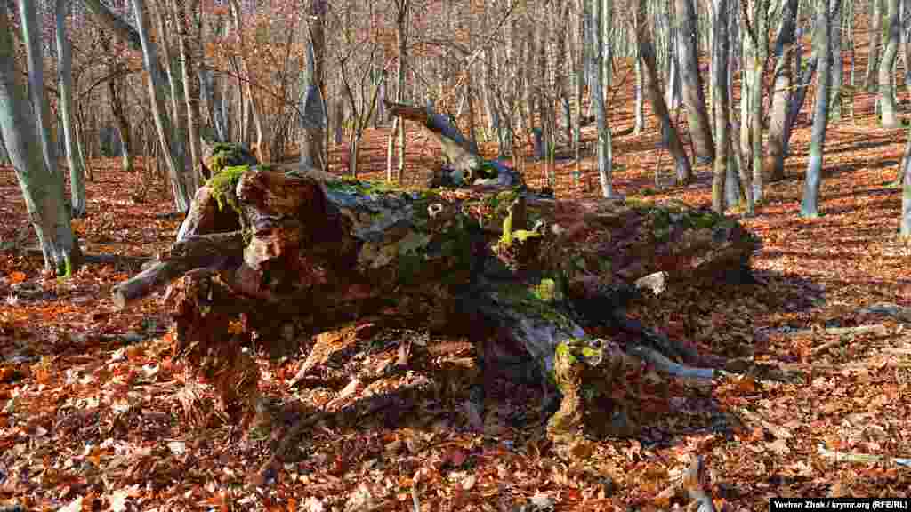 Стовбур старого дуба, що впав, покритий мохом і виглядає дуже мальовничо