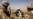 Afghan Police Follow NATO Offensive