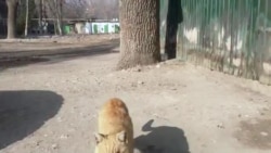 Бераҳмӣ ба гурба Фаррухро ангуштнамои хосу ом кард Бераҳмӣ ба гурба Фаррухро ангуштнамои хосу ом кард