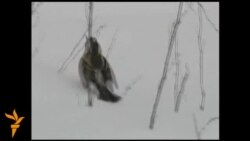 Дар пайи барфи зиёд паррандагон бедон мондаанд Дар пайи барфи зиёд паррандагон бедон мондаанд