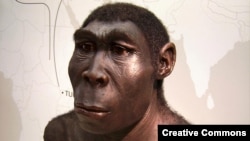 Научная реконструкции Homo Erectus. Одного из многочисленных гоминидов обитавших на Земле