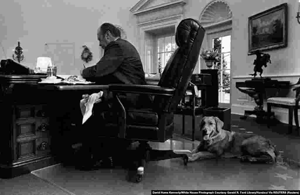 7 листопада 1964 року.  Джеральд Форд, 38-й президент Сполучених Штатів, і його пес Ліберті працюють в Овальному кабінеті Білого дому у Вашингтоні