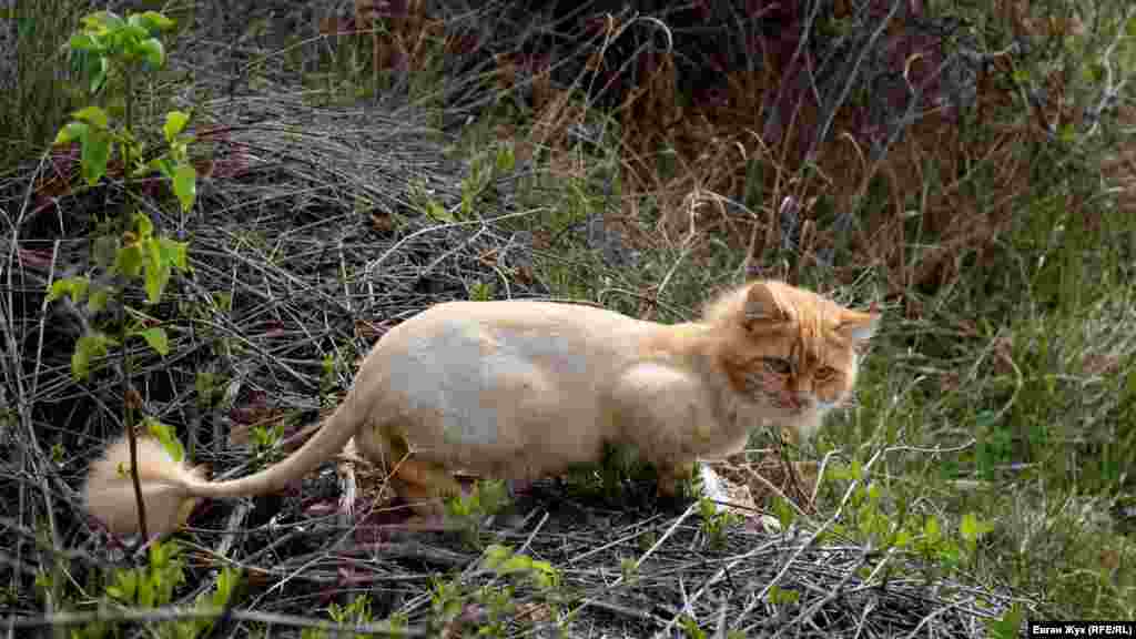 За метеликом полює дачний рудий кіт, який підстрижений «під лева»