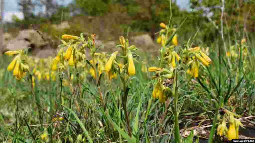 Оносма Кримська – один з улюблених медоносів для бджіл