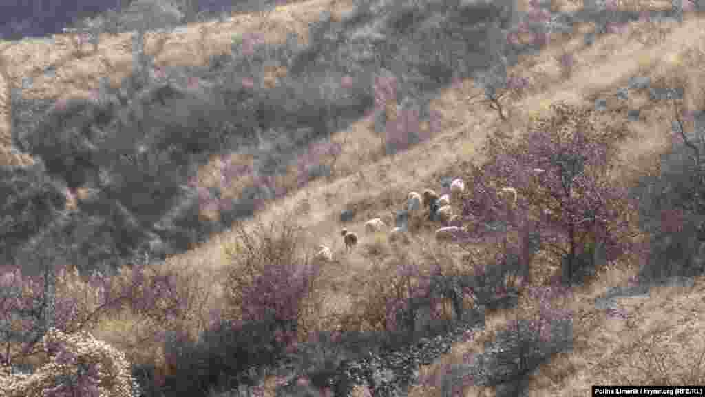 «М'якими грудочками» на схилах пасуться вівці