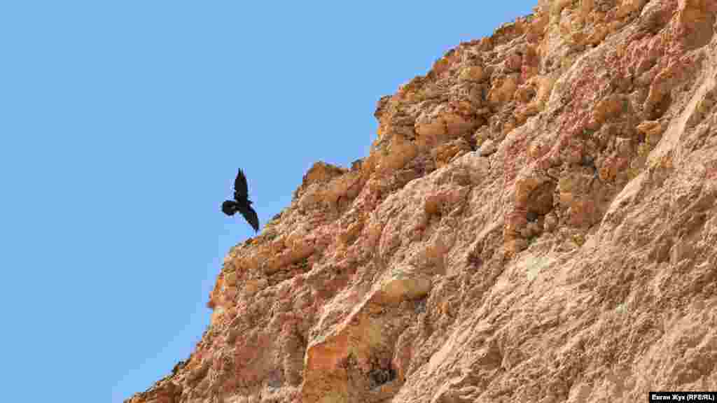 Хижий птах «заходить на посадку»