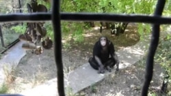Шимпанзе из Красной книги: новые питомцы в крымском сафари-парке (видео) Шимпанзе из Красной книги: новые питомцы в крымском сафари-парке (видео)