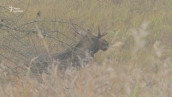 Чорнобильський лось Чорнобильський лось