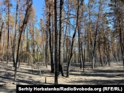 Лес "Святые горы" после пожара, вызванного обстрелами, 2024 год