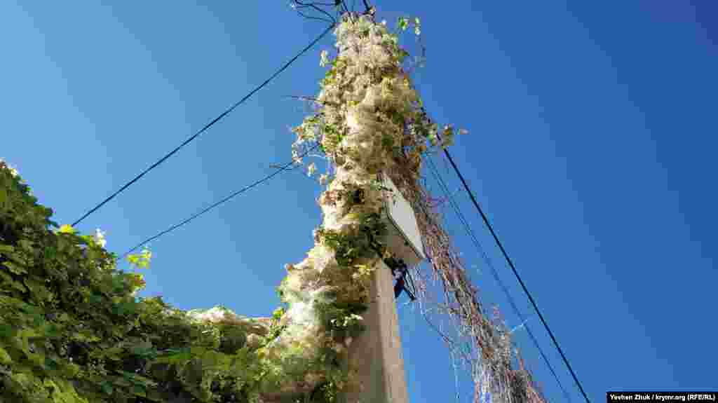 Карантинний шкідник – американський білий метелик – поїдає рослину