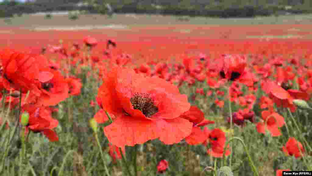 «Вчора люди насолоджувалися величезним маковим полем, фотографувалися, посміхалися, дивували своїх дітей, посміхалися самі. Сьогодні цим полем пройшли трактори, щоб усі ми пам'ятали, хто тут влада, хто встановлює правила, хто за необхідності направить усіх в загони, змусить мовчати і позбавить всього на абсолютно законних підстава », – написав на своїй сторінці у Facebook севастополець Віктор Кисельов