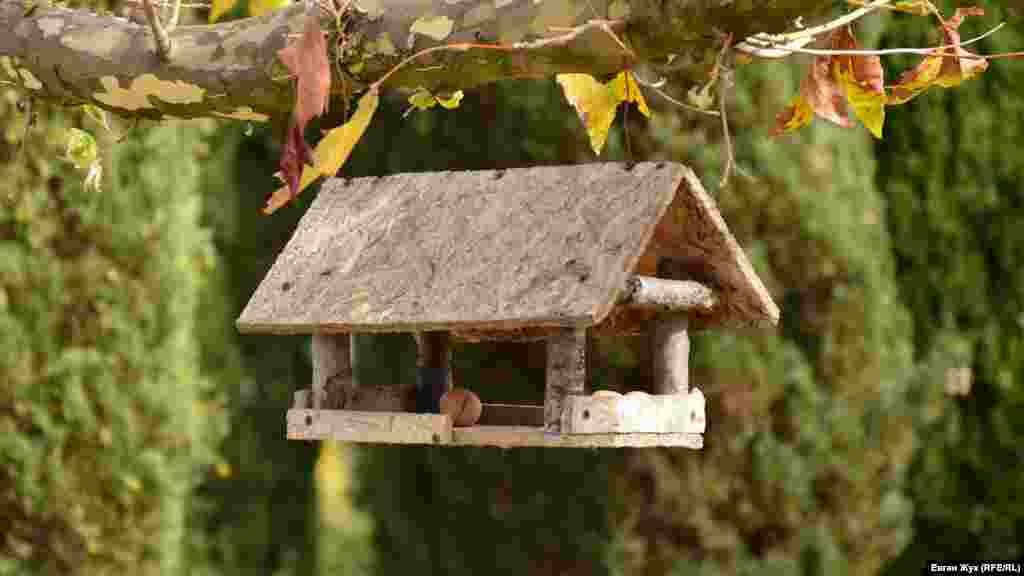 У годівницю для білочок хтось поклав горішки 