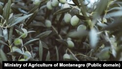 Plod masline u dozrijevanju