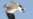 Endangered Bird Making Comeback