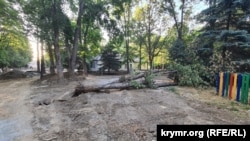 Cнесенное дерево в Детском парке в Симферополе. Симферополь, Украина, 30 июня 2025 года