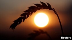 «Голод не повинен бути зброєю», – кажуть в ООН і закликають відновити постачання українського продовольства до інших країн, щоб пом'якшити глобальну продовольчу кризу.